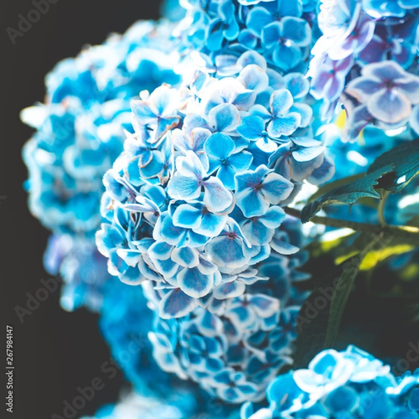 Fototapeta 美しいアジサイの花