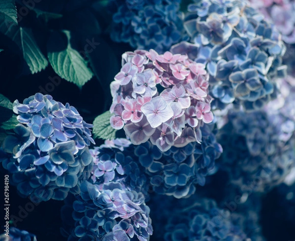 Fototapeta 美しいアジサイの花