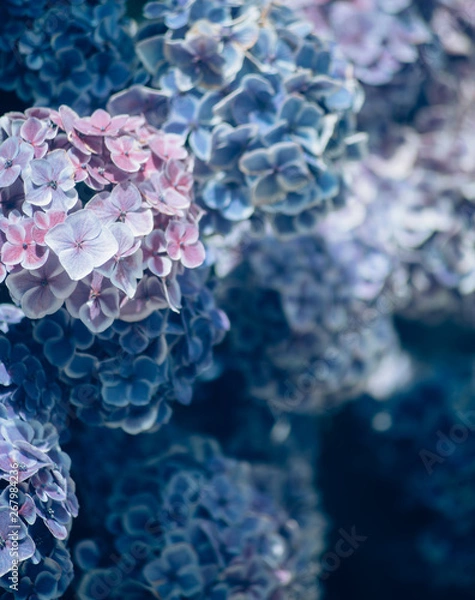 Fototapeta 美しいアジサイの花