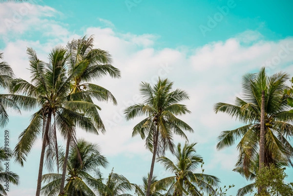 Fototapeta Beautiful coconut palm tree forest in sunshine day clear sky background vintage tone. Travel tropical summer beach holiday vacation or save the earth, nature environmental concept.