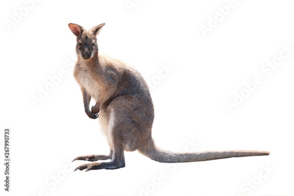 Obraz kangaroo isolated on white