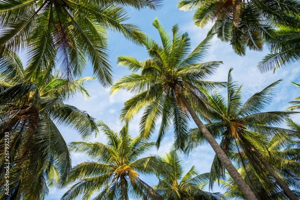 Fototapeta Coconut palm tree on seaside. Art nature pattern background or tropical summer beach holiday vacation traveling, save the earth concept.