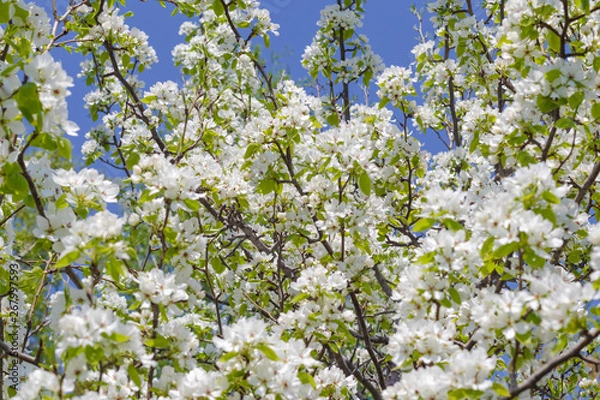 Fototapeta Twigs of a blooming wild apple tree in spring on a sunny day against a blue sky