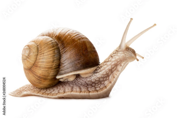 Obraz Garden snail isolated on white.