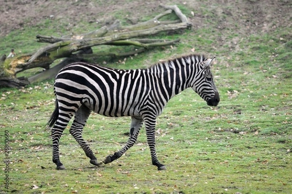 Obraz Zebra