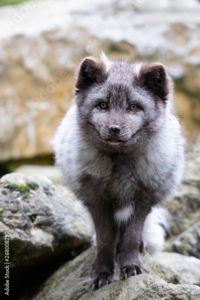 Obraz Arctic fox
