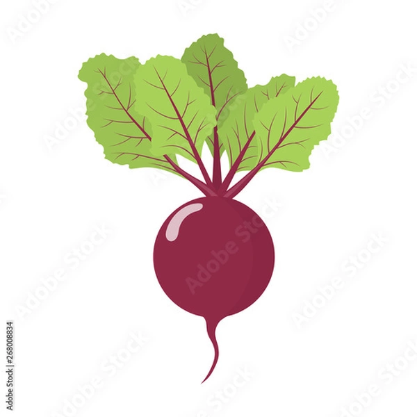 Obraz Fresh beet vegetable isolated on white background. Beet icon for market, recipe design. Organic food. Cartoon style. Clean and modern vector illustration for design.