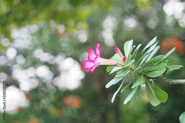 Fototapeta OLYMPUS DIGITAL CAMERA