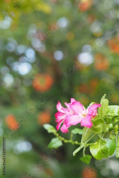 Fototapeta OLYMPUS DIGITAL CAMERA