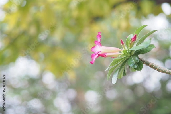 Obraz OLYMPUS DIGITAL CAMERA