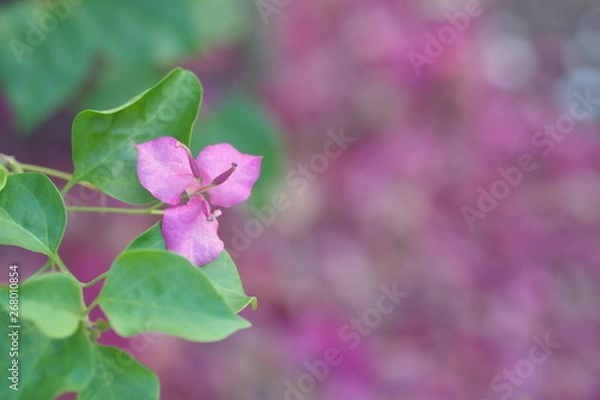 Obraz OLYMPUS DIGITAL CAMERA