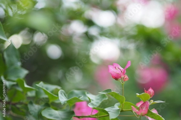 Obraz OLYMPUS DIGITAL CAMERA