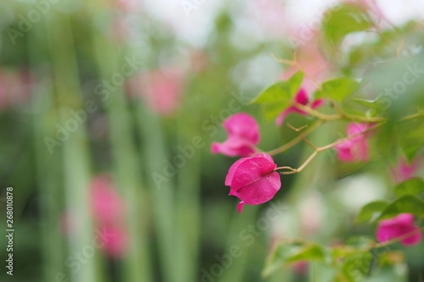 Fototapeta OLYMPUS DIGITAL CAMERA