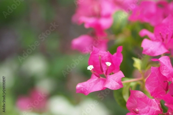 Fototapeta OLYMPUS DIGITAL CAMERA