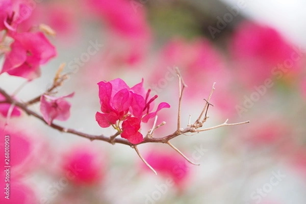 Fototapeta OLYMPUS DIGITAL CAMERA