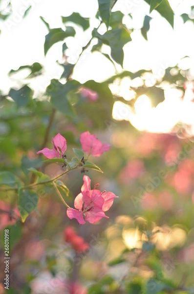 Obraz Bougainyillea