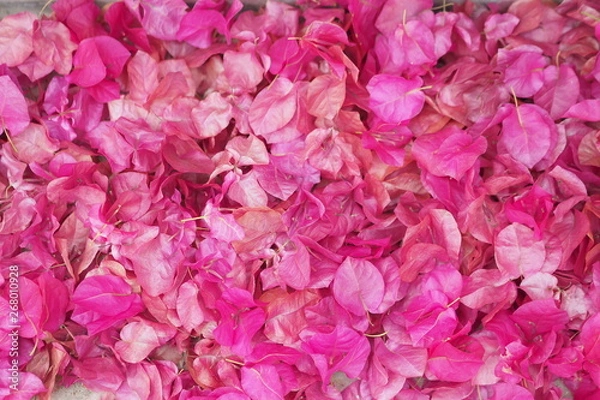 Obraz OLYMPUS DIGITAL CAMERA