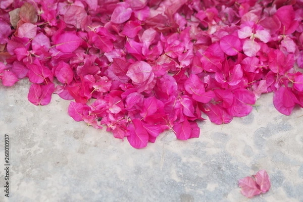 Obraz OLYMPUS DIGITAL CAMERA