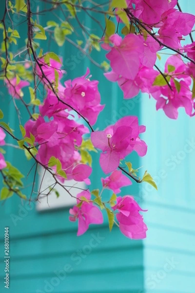 Fototapeta OLYMPUS DIGITAL CAMERA