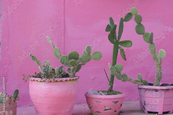 Fototapeta OLYMPUS DIGITAL CAMERA