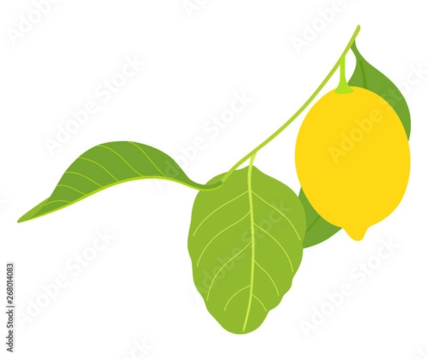 Fototapeta lemon with three leaves isolated on white background