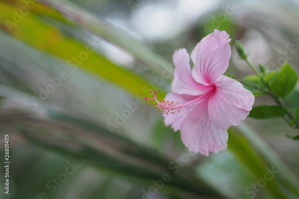 Fototapeta OLYMPUS DIGITAL CAMERA