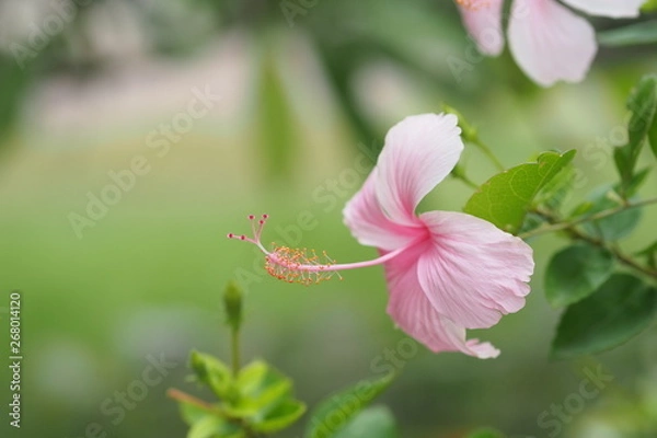 Fototapeta OLYMPUS DIGITAL CAMERA