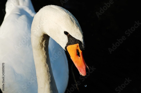 Fototapeta Swan