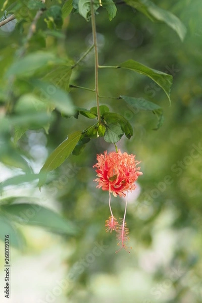 Fototapeta OLYMPUS DIGITAL CAMERA