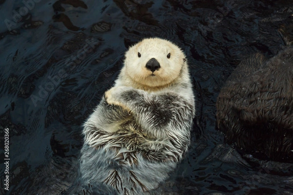 Obraz Sea otter (Enhydra lutris)