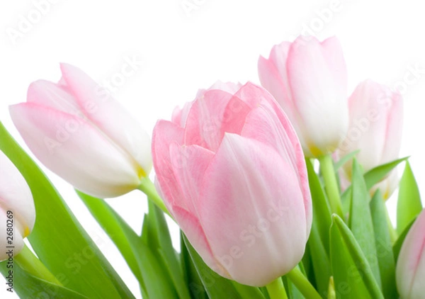 Fototapeta bouquet of tuplips