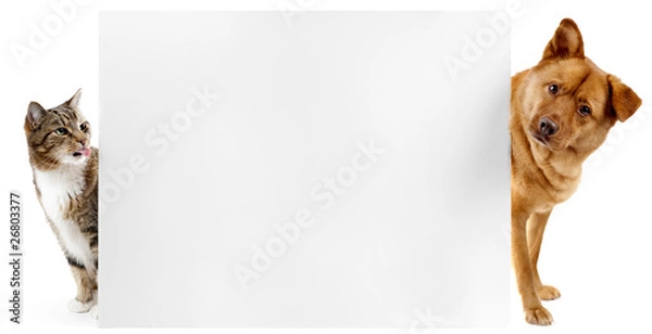 Obraz Baner kota i psa