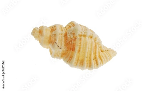Obraz sea shell
