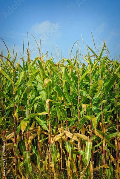 Obraz Cornfield