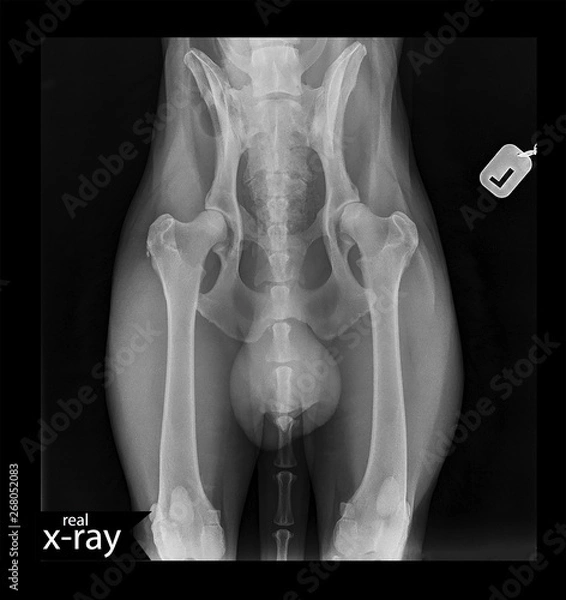 Fototapeta X-ray picture of a dog. The hip of a dog. Taz, joints, bones, tail, muscles. A real x-ray. Veterinary Medicine.