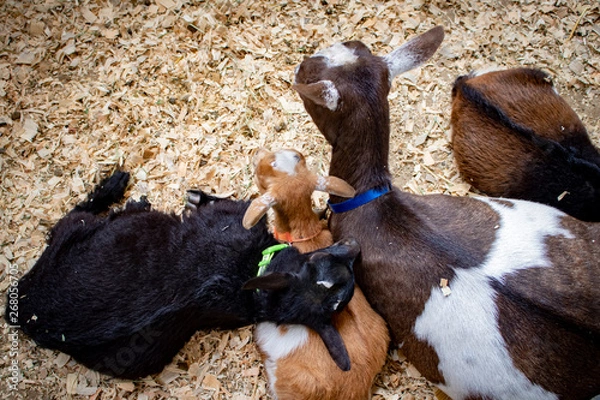 Obraz Brown and White Mother Goat Rests with Three Baby Goat Kids in a Pen at the San Diego County Fair, California, USA