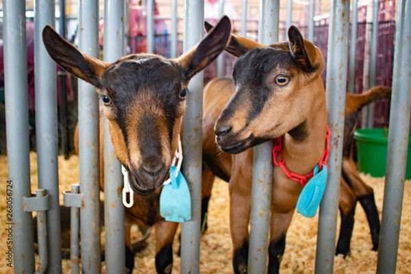 Obraz Two Brown and Black Goats Look through the Fence of their Pen at the San Diego County Fair, California, USA
