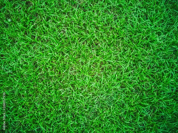 Fototapeta Green grass texture background, Green lawn, Backyard for background, Grass texture.