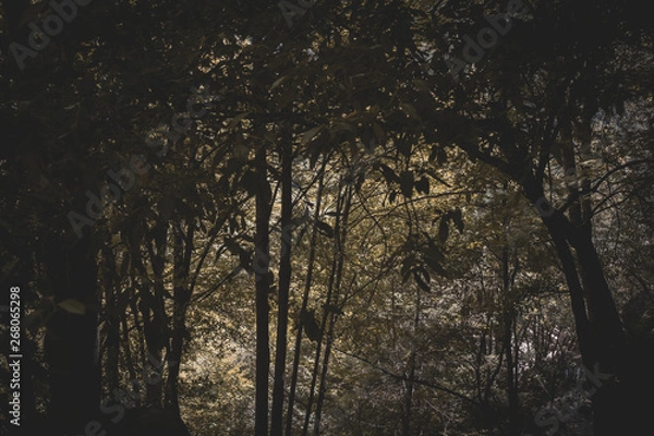 Fototapeta Dark Forrest