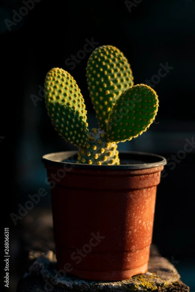 Obraz cactus sobre fondo negro iluminado de contra