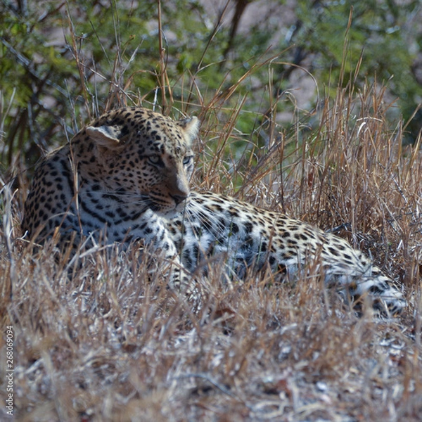 Fototapeta gute Tarnung