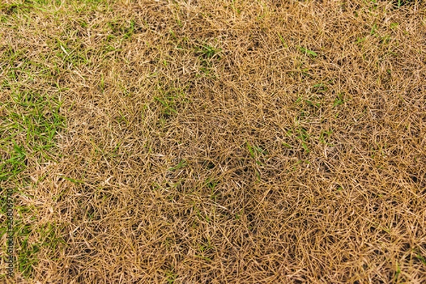 Fototapeta Green grass texture background, Grass texture