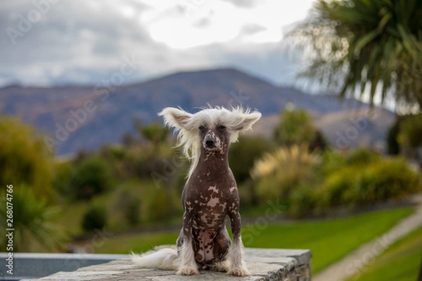 Fototapeta Chinese crested dog in the wild