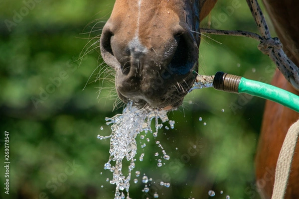 Obraz Zbliżenie wody pitnej konia z węża