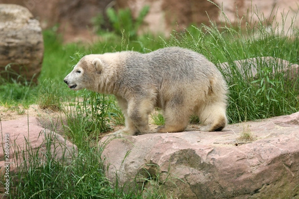 Obraz Eisbär Flocke im Gehege