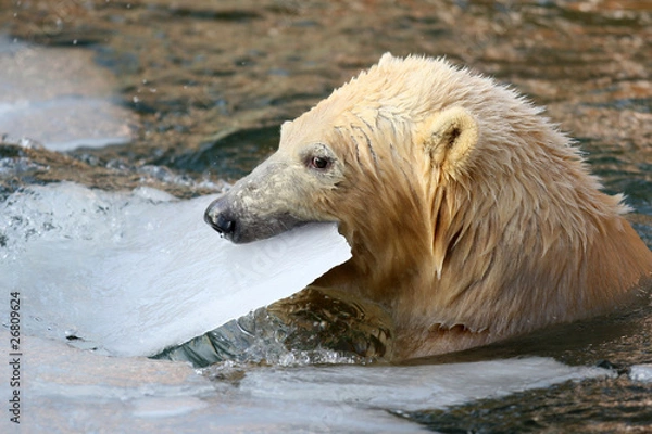 Obraz Eisbär Flocke spielt mit Eisplatte