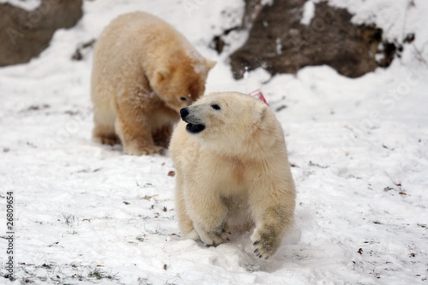 Obraz Eisbären Flocke und Rasputin