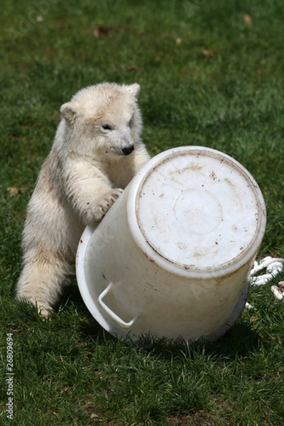 Obraz Eisbär Flocke spielt mit Eimer