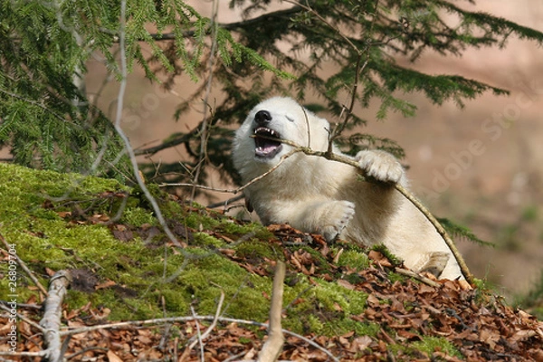 Obraz Eisbär Flocke