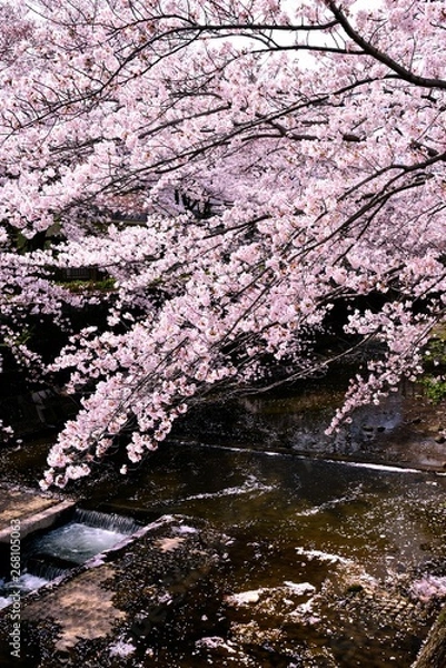 Fototapeta 恩田川の桜